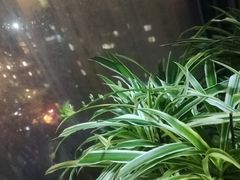 -新湖明珠城