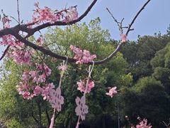 -狐尾山公园