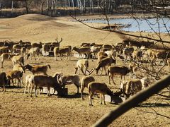 -北京麋鹿生态实验中心