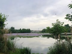 -白鹭湾湿地公园