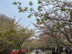 -高东镇樱花园