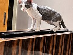 -山宅一喵德文卷毛猫舍