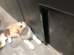 -瞄一喵猫咖(格力海岸店)
