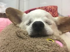 -北京赛佳动物医院