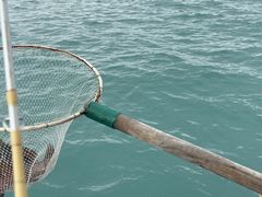 -小猫钓鱼海钓俱乐部(椰梦长廊店)