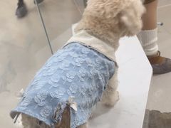 -共舞时光猫咖·狗咖(新街口店)