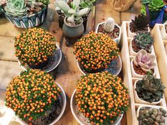 -双季花艺园艺市场(浦东店)