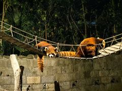 -上海野生动物园