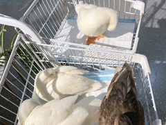 -共舞时光猫咖·狗咖(新街口店)