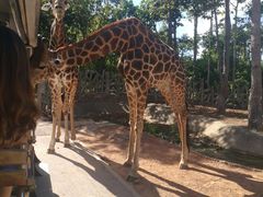 -清迈夜间动物园