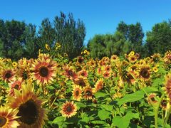 -长白岛森林公园