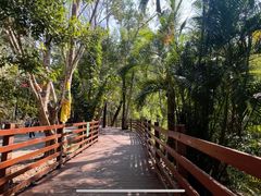 -西双版纳原始森林公园