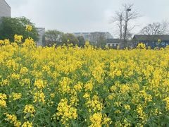 -田园东方蜜桃村的田野营地