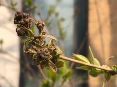 -首开·常青藤二期