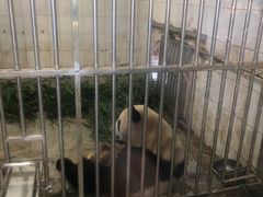 -中国大熊猫保护研究中心雅安碧峰峡基地