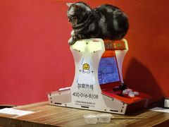 -猫色咖啡·猫咖