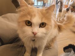 -唐小姐の私宠·宠物洗护美容·撸猫馆·购宠(周浦万达旗舰店)