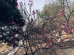 -桃花堤公园