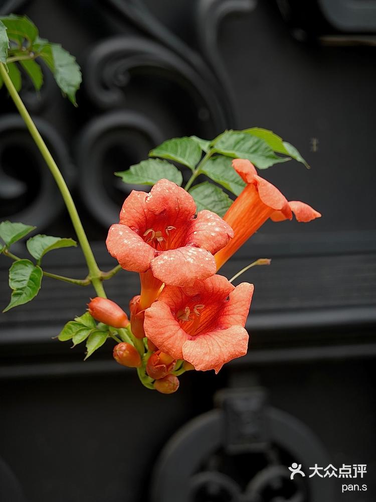 每日一花凌霄花生如夏花之绚烂