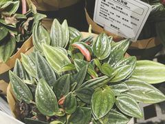 -鹿岛会员店 (龙湖三千集天街店)