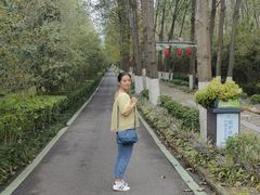 -合肥滨湖国家森林公园