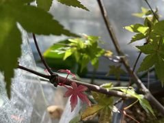 -朝来春花卉市场