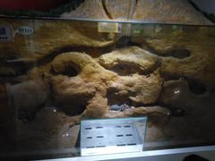 -上海昆虫博物馆