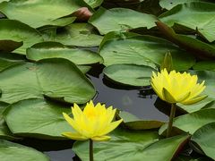 -国家植物园南园