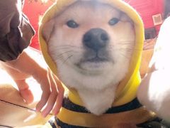-猫色咖啡·猫咖