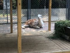 -长白岛森林公园