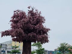 -奈雪的茶(漫广场店)