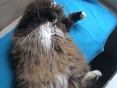 iphone_upload_pic-Anne猫窝咖啡屋
