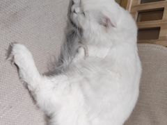 -猫和宫(六道口店)