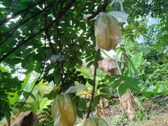 -松山湖梦幻百花洲