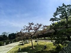 -嘉定紫藤园
