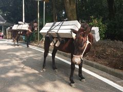-火炉山森林公园