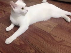-1013 PET SHOP精品宠物商店(丁香店)