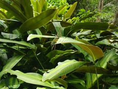 -中国科学院西双版纳热带植物园