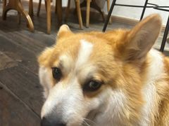 -肥朵食堂(带梦胡同店)