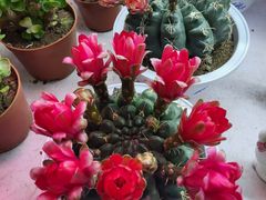 -花鸟鱼虫鲜花绿植市场(玉泉路店)