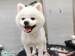 -宠福鑫康馨动物医院·骨科·眼科