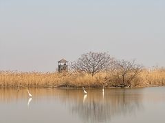 -盐城丹顶鹤湿地生态旅游区