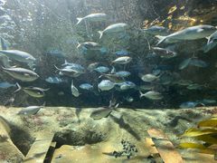 -凯莉-塔尔敦海洋生物水族馆