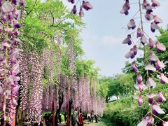 -嘉定紫藤园