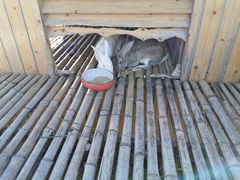 -上海崇明金茂凯悦酒店