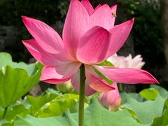 -莲湖公园