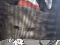 -纳吉亚猫专科动物医院博雅分院