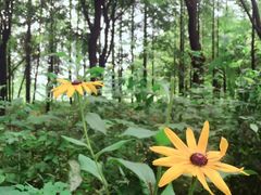 -昆山城市生态森林公园