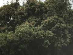 -彩虹桥宠物火化殡葬善终服务(金乐大厦店)