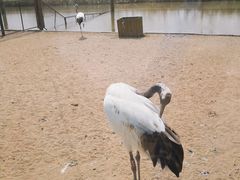 -盐城丹顶鹤湿地生态旅游区